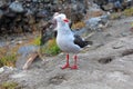 Seagull with a red beak and legs Royalty Free Stock Photo