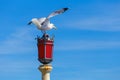 Seagull on a red street lantern Royalty Free Stock Photo