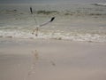 Seagull and reflection along shore Royalty Free Stock Photo