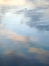 Seagull Reflection, Bar, Montenegro. Royalty Free Stock Photo