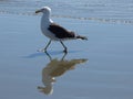 Seagull Reflection Royalty Free Stock Photo