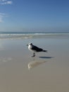 Seagull with reflection on beach sand Royalty Free Stock Photo