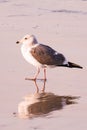 Seagull and reflection on beach sand. Royalty Free Stock Photo