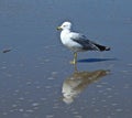 Seagull reflection beach Royalty Free Stock Photo
