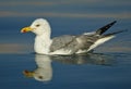 Seagull reflection Royalty Free Stock Photo