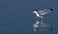Seagull reflection Royalty Free Stock Photo