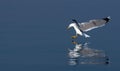 Seagull reflection