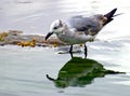 Seagull Reflection Royalty Free Stock Photo