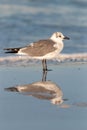 Seagull reflection Royalty Free Stock Photo