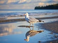 Seagull Reflections  Made With Generative AI illustration Royalty Free Stock Photo