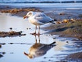 Seagull Reflections  Made With Generative AI illustration Royalty Free Stock Photo