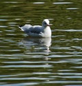 Seagull reflections at Smiths Pool Royalty Free Stock Photo