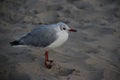 One Seagull Sunbathing And Relax Simple Life Royalty Free Stock Photo