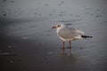 One Seagull Sunbathing And Relax Way Of Life Royalty Free Stock Photo