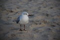 Easy Of Life Seagull Relax On Sandy Beach