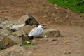 Seagull in a relaxing moment