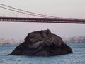 Seagull rest on rock under Golden Gate Bridge Royalty Free Stock Photo