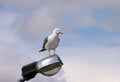 Seagull rest and stands on lighting pole cleaning his its feathers, spreading its wings and getting ready for flight. Royalty Free Stock Photo