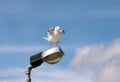 Seagull rest and stands on lighting pole, cleaning his its feathers, spreading its wings and getting ready for flight. Royalty Free Stock Photo