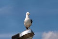 Seagull rest and stands on lighting pole, cleaning his its feathers, spreading its wings and getting ready for flight. Royalty Free Stock Photo