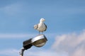 Seagull rest and stands on lighting pole, cleaning his its feathers, spreading its wings and getting ready for flight. Royalty Free Stock Photo