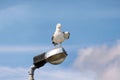 Seagull rest and stands on lighting pole, cleaning his its feathers, spreading its wings and getting ready for flight. Royalty Free Stock Photo