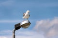 Seagull rest and stands on lighting pole, cleaning his its feathers, spreading its wings and getting ready for flight. Royalty Free Stock Photo