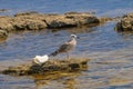 Seagull resting on the Black Sea stone. Royalty Free Stock Photo