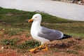 Seagull close shot and resting Royalty Free Stock Photo