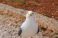 Seagull close shot and resting Royalty Free Stock Photo