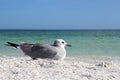 Seagull Resting on Florida Beach by Ocean with Copy-space Royalty Free Stock Photo
