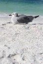 Seagull Resting on Florida Beach by Ocean with Copy-space Royalty Free Stock Photo