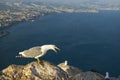 A seagull resting and making a powerful croak.