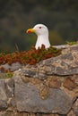 Seagull Resting in Nest