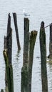 Seagull resting on old pilings