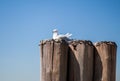 Seagull resting on pier Royalty Free Stock Photo