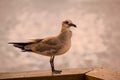 Seagull Resting On A Pier Royalty Free Stock Photo