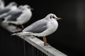 Seagull resting on rail