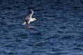 The seagull is resting in a resting robe against the lake`s surface, peace and quiet Royalty Free Stock Photo