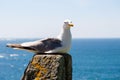 Seagull resting on a stone by the sea