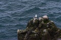 Seagull resting on a rock on the eastern coast of Iceland during summer season Royalty Free Stock Photo