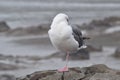 Seagull Resting on Rocky Coastline Royalty Free Stock Photo