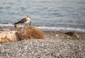 Seagull resting on the roots of a palm tree Royalty Free Stock Photo
