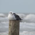 Seagull resting