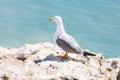 Seagull