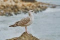 Seagull Resting on Stone Royalty Free Stock Photo