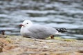 Seagull resting on a stone next to the sea Royalty Free Stock Photo