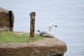 Seagull resting on a stone next to the sea Royalty Free Stock Photo