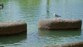Seagull resting on stone platform surrounded by shimmering water in bright sunny outdoors scene Royalty Free Stock Photo