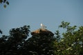 Seagull resting on a stone train with surrounding vegetation. Royalty Free Stock Photo